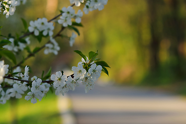 포토 JPG 해외이미지 식물 배너 꽃 결혼 백그라운드 꽃무늬 일러스트 자연 추상 휴가 새로움 기념 프레임 선물 사랑 미술 사람없음 장식 뷰티 덮개 벚꽃 흰색 축하 인사 신용카드 편지 메뉴 질감 엽서 캔버스 초대 파스텔톤 포장소품 해외포토 감정 컬러 컨셉 무늬 포장 문화예술 이벤트 금융 뚜껑 예절 오브젝트 생태계 포장재료 파일형식 이미지허브
