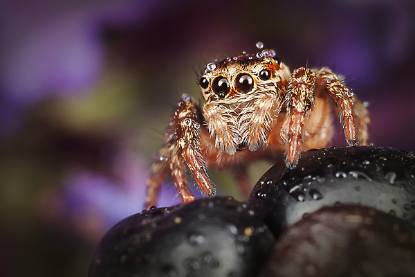 포토 JPG 해외이미지 동물 열매 야생동물 곤충 백그라운드 절지류 자연 사람없음 물 여름 점프 닫기 벌레 떨어짐 이슬 제비꽃 육식동물 거미 블랙베리 오싹 해외포토 자연요소 식물 계절 꽃 컨셉 과일 모션 생태계 파일형식 이미지허브