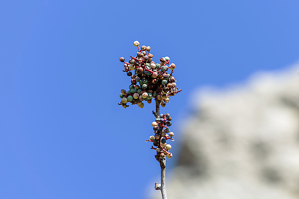 포토 JPG 해외이미지 나무 식물 계절 공원 열매 바다 백그라운드 잎 패턴 과일 자연 하늘 추상 건강 풍경 사람없음 야외 초록색 여름 파란색 환경 정원 봄 성장 나뭇가지 신선 숲 다발 원예 질감 상록수 반대 내추럴 삼나무 숙성 토닉 향나무 해외포토 공공시설 컬러 무늬 취미 생태계 파일형식 이미지허브