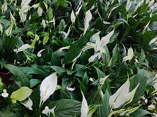 포토 JPG 해외이미지 식물 디자인 꽃 화초 줄기 백그라운드 잎 패턴 자연 사람없음 장식 초록색 여름 뷰티 평화 정원 벚꽃 흰색 신선 개화 백합 돛 내추럴 해외포토 계절 컬러 컨셉 무늬 생태계 파일형식 이미지허브