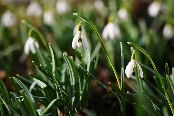 포토 JPG 해외이미지 꽃잎 꽃 사람없음 아웃포커스 개화 스노드롭 해외포토 식물 촬영기법 파일형식 이미지허브