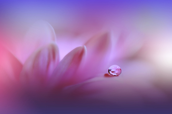 포토 JPG 해외이미지 식물 디자인 배너 꽃 백그라운드 꽃무늬 자연 벽지 추상 휴가 새로움 기념 사랑 미술 사람없음 장식 여름 컬러풀 뷰티 봄 덮개 벚꽃 축하 인사 신용카드 메뉴 데이지 캔버스 초대 파스텔톤 해외포토 계절 감정 컬러 컨셉 무늬 문화예술 금융 뚜껑 예절 생태계 파일형식 이미지허브