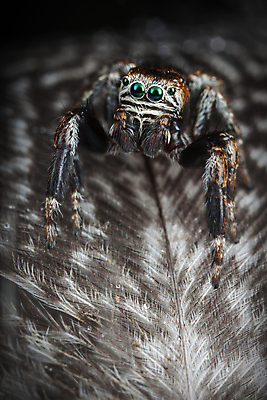 포토 JPG 해외이미지 동물 곤충 백그라운드 패턴 날개 자연 벽지 조류 추상 미술 사람없음 장식 뷰티 점프 검은색 회색 코트 흰색 우아함 닫기 벌레 깃털 묘사 질감 거미 부드러움 솜털 내추럴 해외포토 컬러 컨셉 무늬 모션 문화예술 외투 감각 생태계 파일형식 이미지허브
