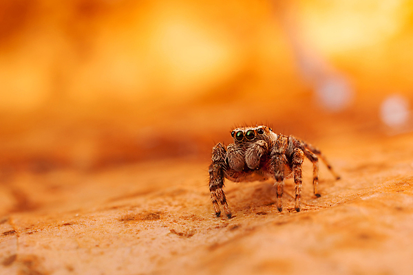 포토 JPG 해외이미지 동물 곤충 백그라운드 잎 절지류 오렌지 자연 사람없음 야외 빨간색 빛 갈색 노란색 점프 닫기 벌레 작음 육식동물 거미 내추럴 해외포토 식물 컬러 과일 모션 크기 생태계 파일형식 이미지허브