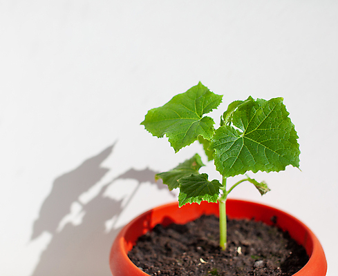 포토 JPG 해외이미지 식물 잎 오이 사람없음 농작물 흙 원예 모종 해외포토 농업 채소 취미 파일형식 이미지허브