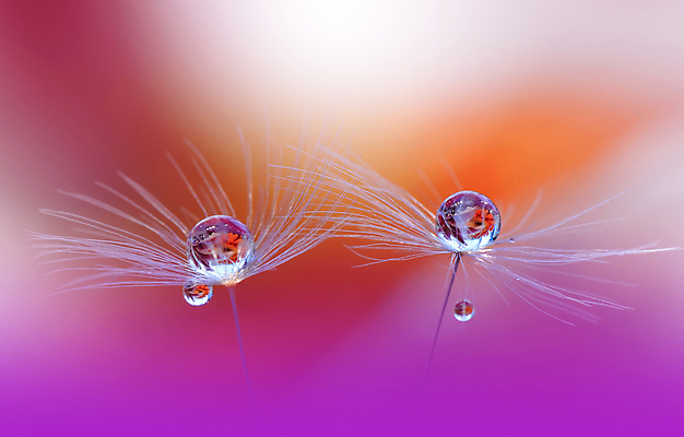 포토 JPG 해외이미지 식물 계절 꽃 실루엣 백그라운드 패턴 오렌지 자연 벽지 추상 건조 사랑 미술 경사 사람없음 옆모습 물 빛 뷰티 노란색 놀람 거품 물방울 신선 투명 이슬 민들레 묘사 만족 유기농 내추럴 특별함 많음 해외포토 자연요소 웰빙 감정 뷰포인트 컬러 컨셉 무늬 과일 문화예술 촬영기법 표정 생태계 파일형식 이미지허브