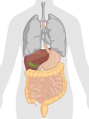 EPS 해외이미지 클립아트 모델 디자인 교육 과학 신체 일러스트 해부 사람 내부 그래픽 하트 오르간 신장 만화 그림 생물학 간 코믹 시스템 고립 엘리먼트 해외일러스트 모양 의학 장기_의학 건반악기 비뇨기관 파일형식 벡터 이미지허브