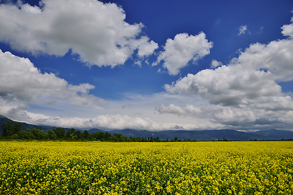 포토 JPG 해외이미지 나무 배너 파도 여행 백그라운드 자연 벽지 하늘 미술 사람없음 야외 초록색 파란색 컬러풀 햇빛 뷰티 노란색 황혼 달력 분위기 저녁 공상 천국 내추럴 깊이 수평선 해외포토 식물 바다 컬러 컨셉 문화예술 태양 일몰 야간 생태계 파일형식 이미지허브