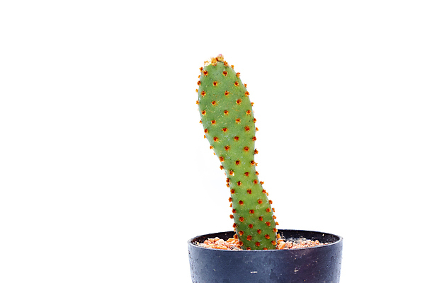 포토 JPG 해외이미지 화분 선인장 사람없음 초록색 흙 해외포토 식물 컬러 파일형식 이미지허브