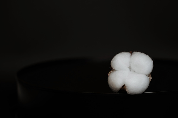 포토 JPG 해외이미지 검은배경 사람없음 면 오브젝트 유기농 부드러움 목화꽃 목화솜 해외포토 웰빙 꽃 백그라운드 검은색 감각 솜 파일형식 이미지허브