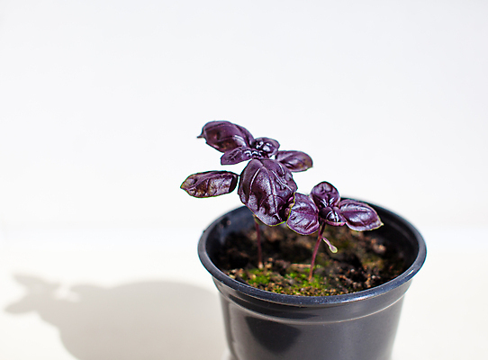 포토 JPG 해외이미지 식물 잎 사람없음 보라색 원예 바질 해외포토 컬러 취미 파일형식 이미지허브