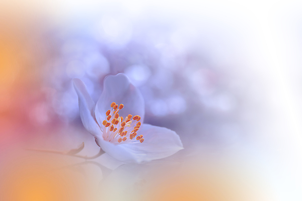 포토 JPG 해외이미지 디자인 배너 꽃 백그라운드 컨셉 잎 꽃무늬 밭 자연 추상 사랑 사람없음 초록색 컬러풀 햇빛 뷰티 맑음 화목 침묵 놀람 봄 터치 신선 분위기 황금 고독 보케 장면 블러 파스텔톤 해외포토 식물 계절 감정 컬러 무늬 농업 날씨 표정 태양 소리 생태계 파일형식 이미지허브