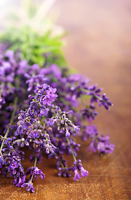 포토 JPG 해외이미지 꽃 실내 사람없음 아웃포커스 보라색 라벤더 해외포토 식물 컬러 촬영기법 내부 허브 파일형식 이미지허브