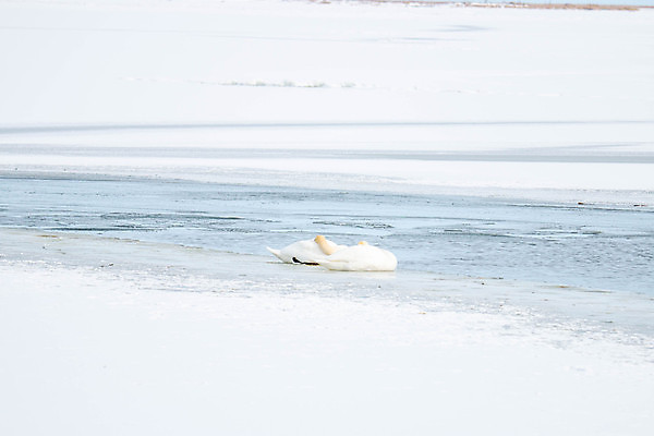 포토 JPG 해외이미지 동물 호수 야생동물 백그라운드 겨울 날개 자연 조류 풍경 사람없음 야외 물 파란색 빛 강 뷰티 일본 냉동 얼음 수영 봄 추위 흰색 연못 수면 우아함 깃털 서리 부리 백조 물새 몸단장 내추럴 단아함 동물상 해외포토 자연요소 계절 아시아 컬러 컨셉 조형물 수상스포츠 생태계 파일형식 이미지허브