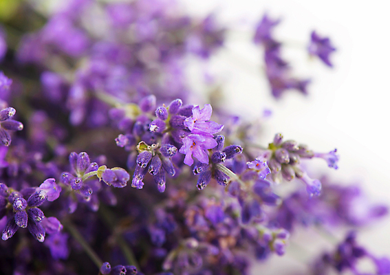 포토 JPG 해외이미지 꽃 실내 사람없음 아웃포커스 보라색 라벤더 해외포토 식물 컬러 촬영기법 내부 허브 파일형식 이미지허브