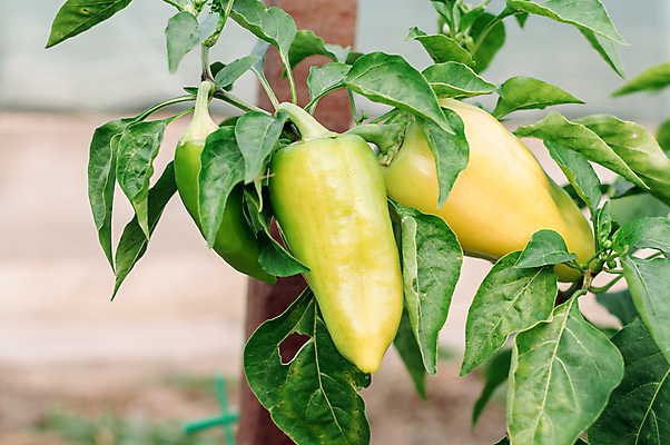 포토 JPG 해외이미지 나무 식물 계절 음식 백그라운드 잎 밭 농업 다이어트 채소 과일 비즈니스 자연 고추 파프리카 건강 사람없음 초록색 농작물 농장 새싹 주방 정원 맑음 수확 성장 종 신선 달콤 맛 유기농 날것 포도나무 후추 내추럴 밭일 숙성 채식주의자 해외포토 웰빙 산업 컬러 컨셉 날씨 과일나무 향신료 생태계 채식 파일형식 이미지허브