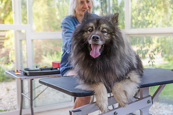 포토 JPG 해외이미지 여자 실내 한명 미소 상반신 성인 앞모습 반려동물 뷰티 잡기 개 돌봄 애견미용 성인여자한명만 해외포토 동물 1 뷰포인트 포유류 모션 표정 사람 내부 여자한명만 성인여자만 파일형식 이미지허브