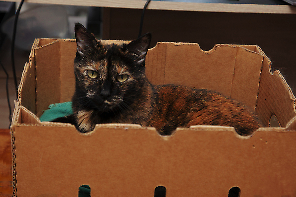 포토 JPG 해외이미지 동물 응시 오렌지 발 주택 털 사람없음 반려동물 상자 쌓기 검은색 고양이 침대 컨테이너 귀 수납 노려봄 판지 동반자 썩음 핸드메이드 해외포토 시선 산업 컬러 가구 과일 포유류 모션 표정 건물 신체부위 파일형식 이미지허브