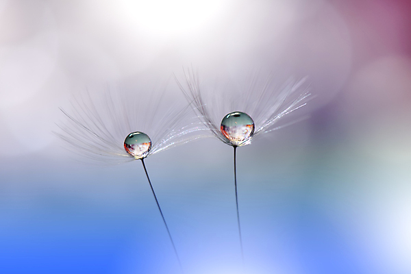 포토 JPG 해외이미지 식물 계절 꽃 실루엣 백그라운드 패턴 자연 벽지 추상 건조 사랑 미술 경사 사람없음 옆모습 물 파란색 빛 뷰티 놀람 거품 물방울 신선 투명 이슬 민들레 제비꽃 묘사 만족 유기농 내추럴 특별함 많음 해외포토 자연요소 웰빙 감정 뷰포인트 컬러 컨셉 무늬 문화예술 촬영기법 표정 생태계 파일형식 이미지허브