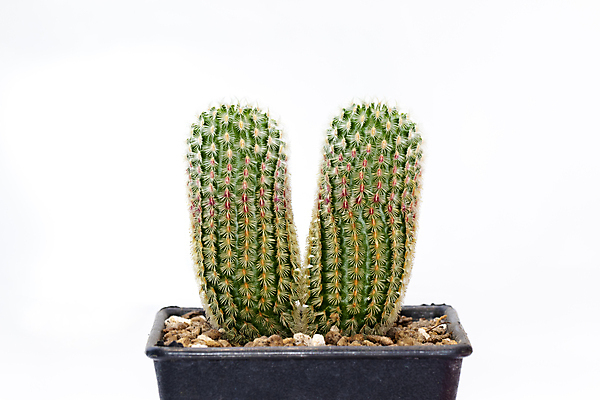 포토 JPG 해외이미지 화분 선인장 사람없음 초록색 흙 해외포토 식물 컬러 파일형식 이미지허브