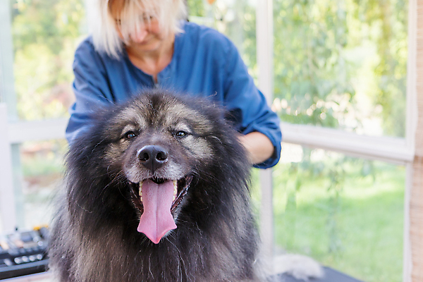 포토 JPG 해외이미지 여자 실내 한명 미소 반려동물 뷰티 잡기 개 자르기 혀 돌봄 애견미용 해외포토 동물 1 포유류 모션 표정 사람 내부 입 파일형식 이미지허브