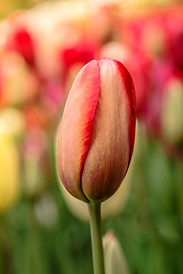 포토 JPG 해외이미지 주간 한송이 근접촬영 사람없음 야외 아웃포커스 튤립 해외포토 자연요소 1 꽃 뷰포인트 촬영기법 송이 파일형식 이미지허브