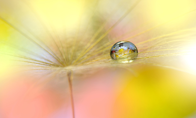 포토 JPG 해외이미지 식물 계절 꽃 실루엣 백그라운드 패턴 자연 벽지 추상 건조 사랑 미술 경사 사람없음 옆모습 물 빛 뷰티 놀람 거품 물방울 신선 투명 이슬 민들레 묘사 만족 유기농 내추럴 특별함 많음 해외포토 자연요소 웰빙 감정 뷰포인트 컨셉 무늬 문화예술 촬영기법 표정 생태계 파일형식 이미지허브