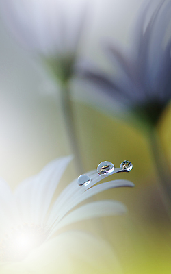 포토 JPG 해외이미지 식물 디자인 배너 꽃 백그라운드 꽃무늬 자연 벽지 추상 휴가 새로움 기념 사랑 미술 사람없음 장식 초록색 컬러풀 뷰티 봄 덮개 벚꽃 축하 인사 신용카드 메뉴 캔버스 초대 파스텔톤 해외포토 계절 감정 컬러 컨셉 무늬 문화예술 금융 뚜껑 예절 생태계 파일형식 이미지허브