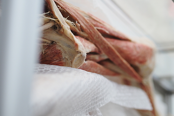 포토 JPG 해외이미지 신체 해부 근육 뼈 사람 사람없음 약 오르간 생물학 해외포토 교육 의학 건반악기 파일형식 이미지허브