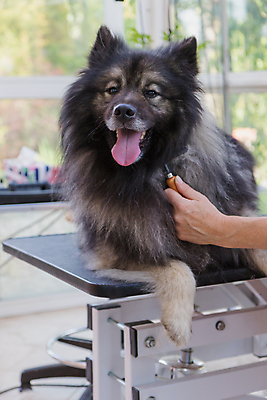 포토 JPG 해외이미지 손 실내 신체부위 반려동물 잡기 개 돌봄 애견미용 애견빗 해외포토 동물 포유류 모션 사람 내부 뷰티 애견용품 파일형식 이미지허브