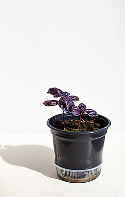 포토 JPG 해외이미지 식물 잎 사람없음 보라색 원예 바질 해외포토 컬러 취미 파일형식 이미지허브