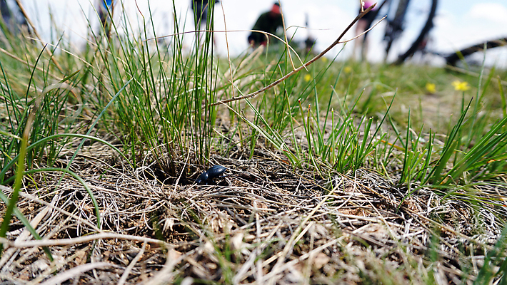 포토 JPG 해외이미지 식물 동물 응시 계절 야생동물 모래 곤충 밭 절지류 발 자연 수염 건조 안테나 사람없음 야외 초록색 환경 검은색 봄 나뭇가지 벌레 딱정벌레 묘사 암초 내추럴 기어가기 동물상 스텝 카자흐스탄 해외포토 나무 시선 아시아 컬러 농업 통신 모션 신체부위 조형물 생태계 파일형식 이미지허브