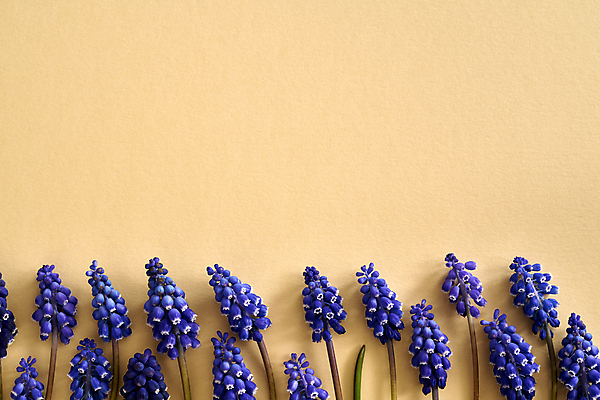 포토 JPG 해외이미지 식물 계절 꽃 컨셉 잎 자연 부활절 사람없음 파란색 뷰티 노란색 봄 벚꽃 내추럴 파스텔톤 카피스페이스 어머니의날 미니멀 해외포토 기념일 컬러 공백 생태계 미국문화 파일형식 이미지허브