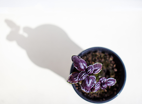 포토 JPG 해외이미지 식물 잎 사람없음 보라색 원예 바질 해외포토 컬러 취미 파일형식 이미지허브