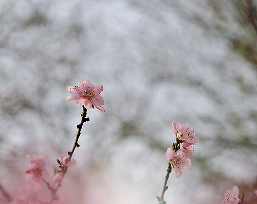 포토 JPG 해외이미지 나무 식물 디자인 배너 꽃 결혼 백그라운드 꽃무늬 자연 벽지 추상 휴가 기념 사랑 미술 사람없음 장식 뷰티 봄 덮개 벚꽃 축하 인사 신용카드 편지 메뉴 엽서 캔버스 초대 파스텔톤 해외포토 계절 감정 컬러 컨셉 무늬 문화예술 이벤트 금융 뚜껑 예절 생태계 파일형식 이미지허브