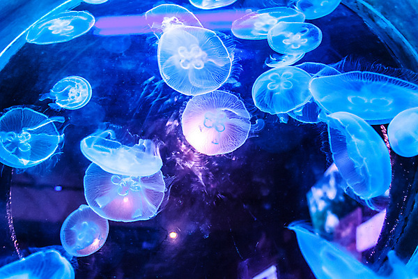 포토 JPG 해외이미지 여러마리 사람없음 파란색 수중 수중동물 자포동물 해파리 해외포토 동물 컬러 다수 파일형식 이미지허브