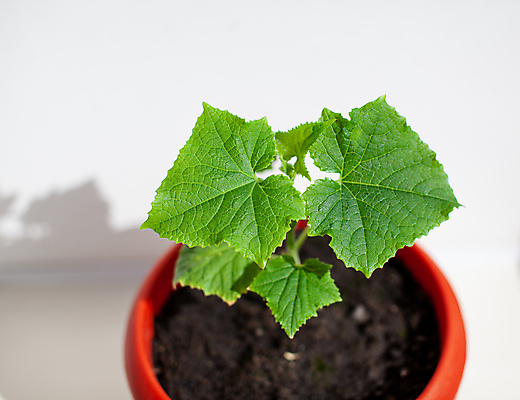 포토 JPG 해외이미지 식물 잎 오이 사람없음 농작물 흙 원예 모종 해외포토 농업 채소 취미 파일형식 이미지허브