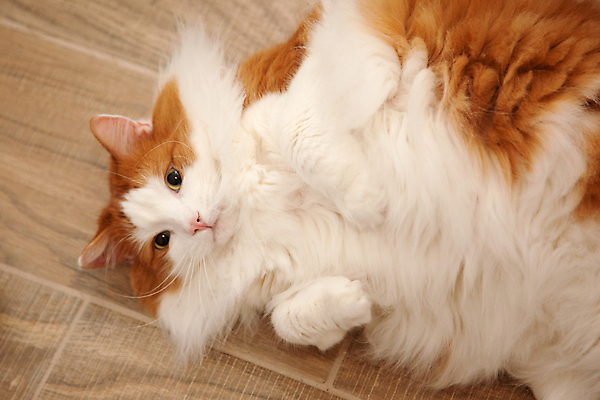 포토 JPG 해외이미지 동물 라이프스타일 긴머리 응시 행복 얼굴 백그라운드 오렌지 놀이 휴식 수염 바닥 주택 털 따뜻함 사람 사람없음 반려동물 고양이 추위 표현 모피 귀 위치 생강 거짓말 돌봄 마멀레이드 해외포토 헤어스타일 시선 감정 컨셉 채소 과일 포유류 모션 건물 생활 신체부위 잼 파일형식 이미지허브