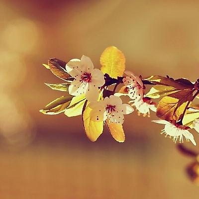 포토 JPG 해외이미지 나무 식물 계절 꽃잎 꽃 분홍색 백그라운드 잎 꽃무늬 자연 사람없음 야외 빛 컬러풀 태양 뷰티 정원 맑음 봄 성장 벚꽃 흰색 나뭇가지 신선 시간 개화 체리 닫기 사과 소프트포커스 과수원 원예 보케 내추럴 효과 해외포토 자연요소 컬러 무늬 농업 과일 모션 날씨 촬영기법 취미 생태계 파일형식 이미지허브