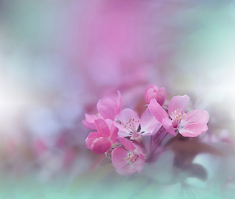 포토 JPG 해외이미지 식물 배너 꽃 결혼 백그라운드 꽃무늬 일러스트 자연 추상 휴가 새로움 기념 프레임 선물 사랑 미술 사람없음 장식 뷰티 덮개 벚꽃 흰색 축하 인사 신용카드 편지 메뉴 질감 엽서 캔버스 초대 파스텔톤 포장소품 해외포토 감정 컬러 컨셉 무늬 포장 문화예술 이벤트 금융 뚜껑 예절 오브젝트 생태계 포장재료 파일형식 이미지허브