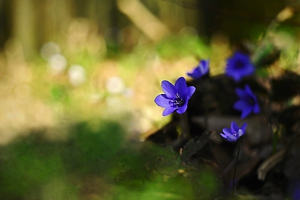 포토 JPG 해외이미지 식물 계절 꽃잎 꽃 백그라운드 잎 꽃무늬 봄꽃 자연 휴식 사람없음 야외 목재 파란색 태양 뷰티 정원 보라색 봄 들꽃 성장 벚꽃 시골 개화 숲 작음 묘사 속도 내추럴 노루귀 아네모네 해외포토 자연요소 나무 컬러 컨셉 무늬 재료 크기 생태계 파일형식 이미지허브