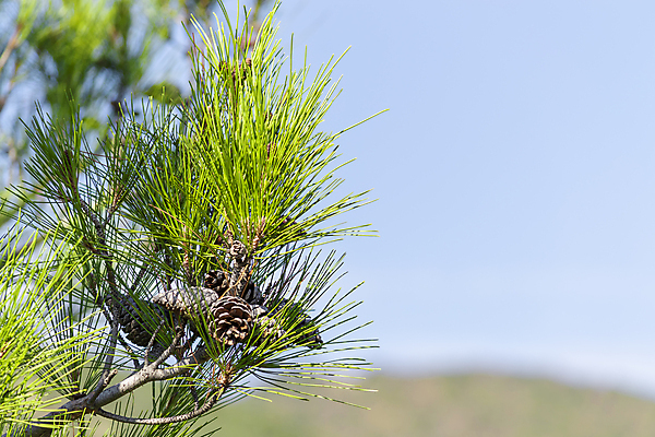 포토 JPG 해외이미지 나무 식물 전통 디자인 계절 백그라운드 크리스마스 자연 하늘 새로움 산 사람없음 장식 빨간색 초록색 파란색 갈색 새싹 봄 나뭇가지 축하 신선 소나무 정상 숲 작음 심볼 솔방울 상록수 침엽수 반대 전나무 원뿔 내추럴 삼림지대 총쏘기 가문비나무 해외포토 도형 기념일 컬러 컨셉 모션 크기 생태계 파일형식 이미지허브