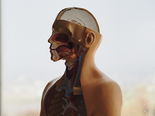 포토 JPG 해외이미지 모델 교육 과학 해부 골격 사람없음 약 생물학 해외포토 의학 파일형식 이미지허브