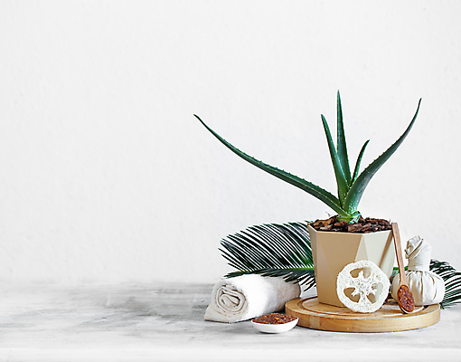 포토 JPG 해외이미지 화분 잎 사람없음 수건 오브젝트 스파용품 나무숟가락 바디케어 수제비누 알로에베라 해외포토 식물 위생용품 숟가락 스파 비누 알로에 파일형식 이미지허브