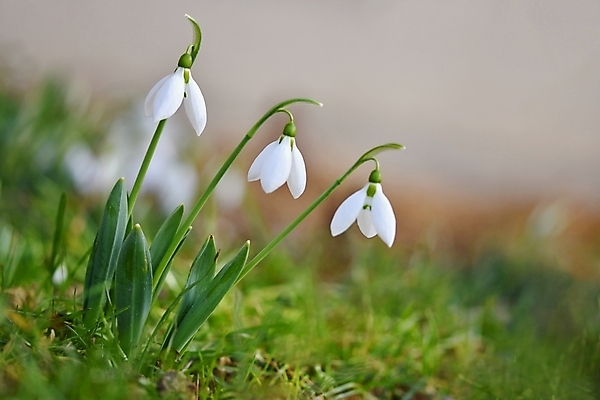 포토 JPG 해외이미지 꽃잎 꽃 잎 사람없음 아웃포커스 개화 스노드롭 해외포토 식물 촬영기법 파일형식 이미지허브