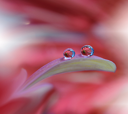 포토 JPG 해외이미지 식물 디자인 배너 꽃 백그라운드 꽃무늬 자연 벽지 추상 휴가 새로움 기념 사랑 미술 사람없음 장식 컬러풀 뷰티 봄 덮개 벚꽃 축하 인사 신용카드 메뉴 데이지 캔버스 초대 파스텔톤 해외포토 계절 감정 컬러 컨셉 무늬 문화예술 금융 뚜껑 예절 생태계 파일형식 이미지허브