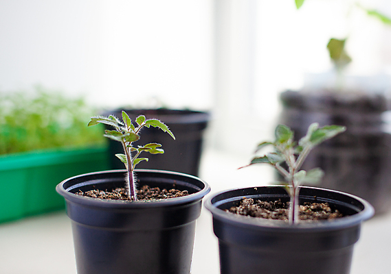 포토 JPG 해외이미지 식물 잎 토마토 사람없음 흙 원예 모종 해외포토 채소 취미 파일형식 이미지허브