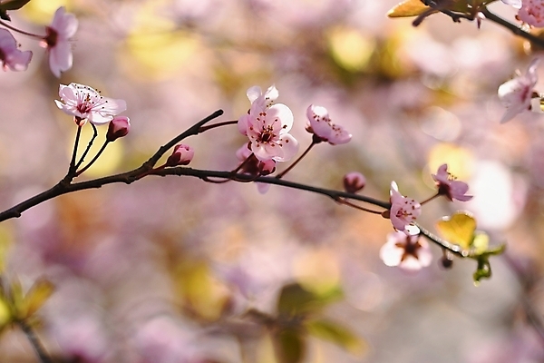 포토 JPG 해외이미지 나무 식물 계절 꽃잎 꽃 아시아 분홍색 백그라운드 자연 하늘 친절 새로움 건강 동양인 사람없음 빨간색 정원 일본 봄 벚꽃 흰색 나뭇가지 신선 개화 체리 소프트포커스 과수원 4월 묘사 원예 부드러움 내추럴 해외포토 나라 컬러 컨셉 농업 과일 촬영기법 인종 취미 감각 날짜 생태계 파일형식 이미지허브