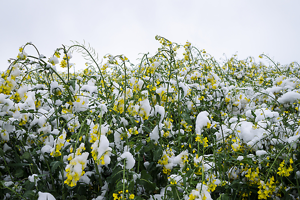 포토 JPG 해외이미지 계절 꽃 밭 전구 날씨 주택 사람없음 글로벌 새싹 환경 보라색 봄 성장 흰색 시골 변화 떨어짐 지중해 아래 제비꽃 유채 올리브 원예 폭풍 지구온난화 라일락 눈보라 2월 나쁜 기후변화 밭일 특별함 폭설 눈내림 해외포토 식물 열매 바다 컬러 컨셉 농업 눈_날씨 취미 건물 날짜 자연재해 방향 위치 파일형식 이미지허브