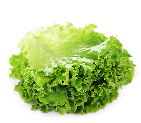 포토 JPG 해외이미지 잎 채소 사람없음 초록색 상추 로메인상추 해외포토 식물 컬러 파일형식 이미지허브